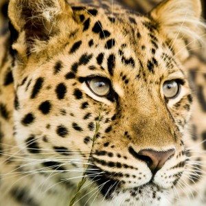Leopard found in the Serengeti, Africa