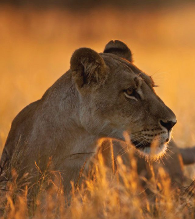Lion on the Serengeti, Africa
