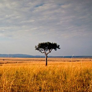 Tree in the Serengeti, Africa