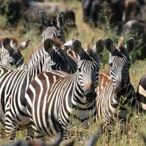 Zebras in the Serengeti resting—Africa