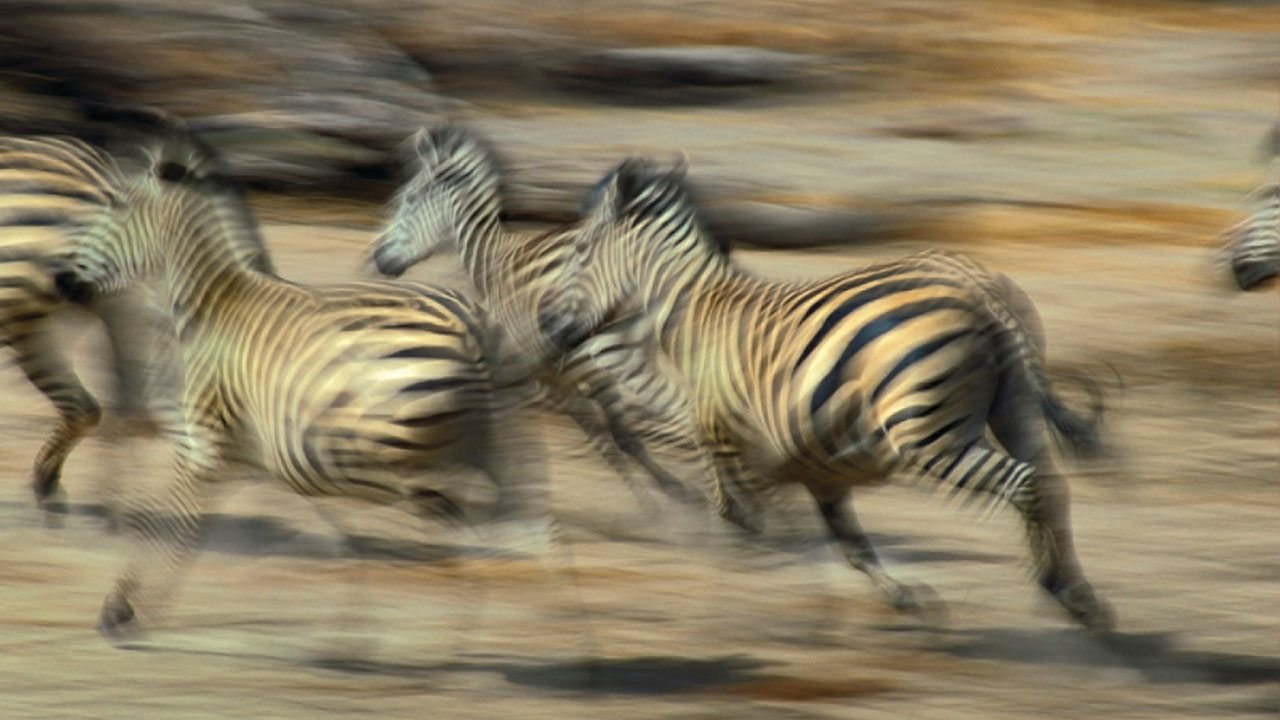 Zebras running through the Serengeti, Africa