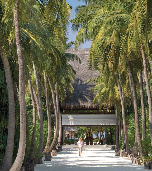 Lane lined with palm tress, Four Seasons Resort Maldives
