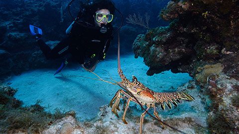 Dive Into the Caribbean and Lasso a Lobster for a Seafood Feast on the Beach