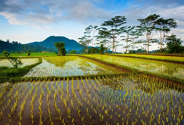 Rice fields from Bali Extraordinary Experience