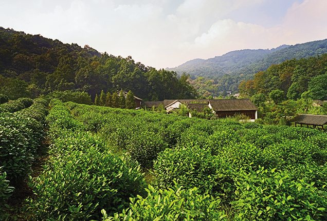 Longjing tea field in Zhejian Provice in China