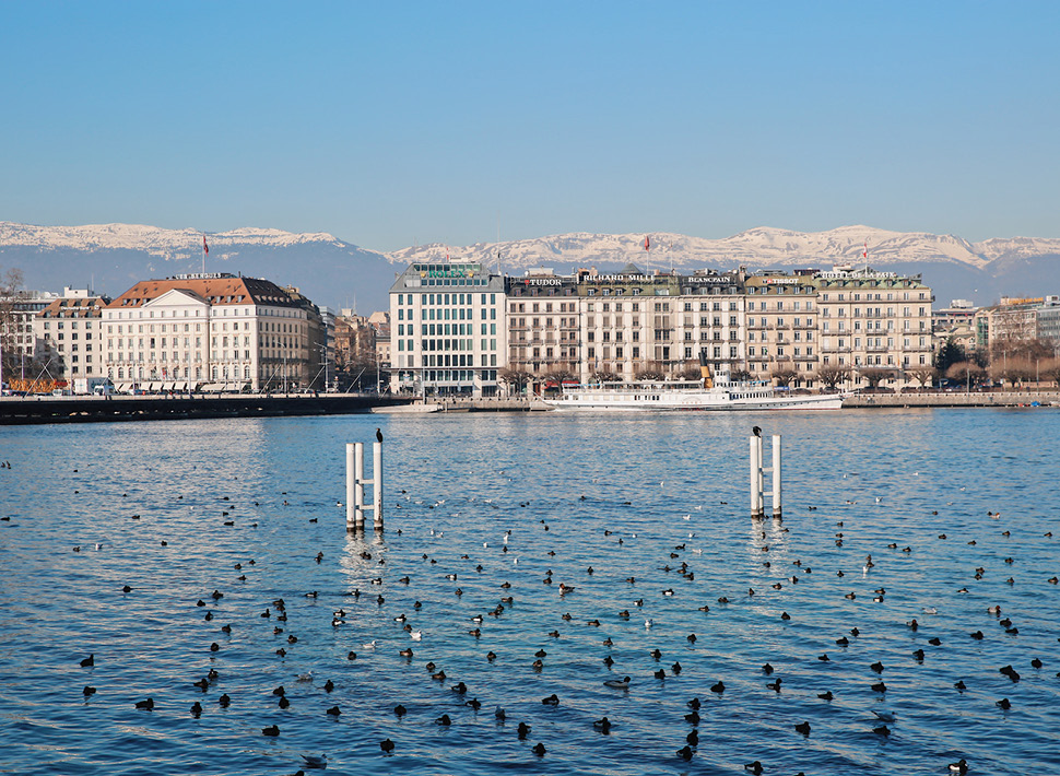 Birds sit in the water of Lake Geneva with view of French Alps in the background