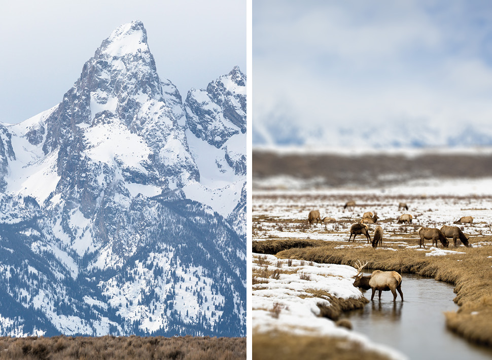 Collage of snowy mountain peaks (left) and wildlife (right) in Jackson Hole