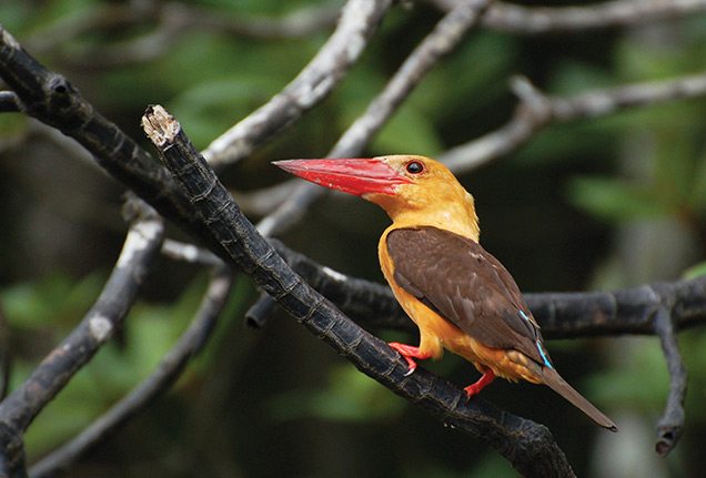 Tropical bird in Langkawi