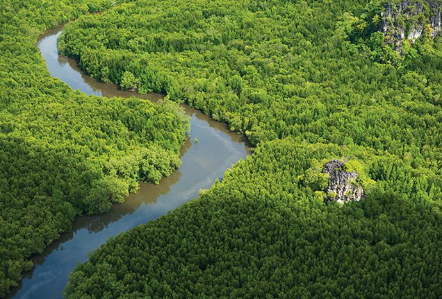 Aerial view of Langkawi mangroves