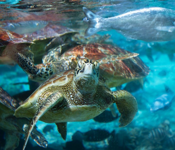 Bora Bora Underwater Turtles and Fish