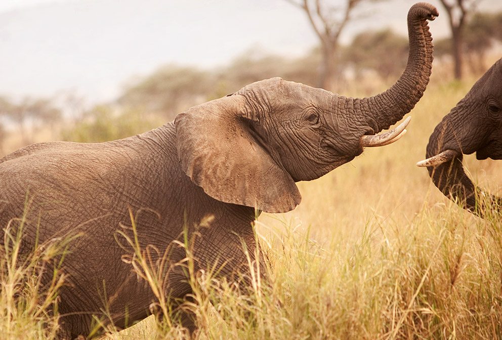 Serengeti Big Five - Elephants