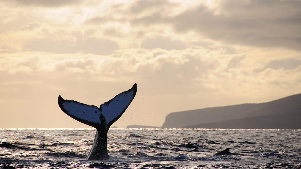 Whale Watching – Best Things to Do in Lanai