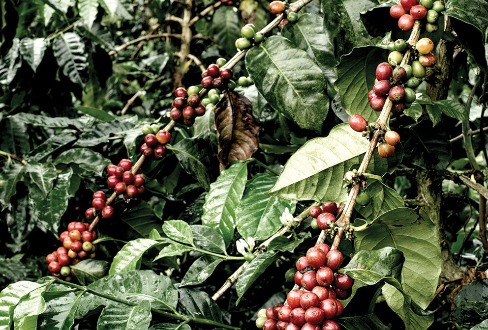 Bogotá coffee plant