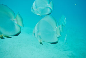 Beneath the Surface in Bora Bora