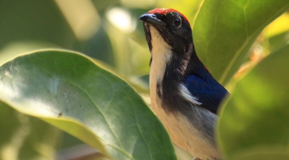 Scarlet Backed Flowerpecker