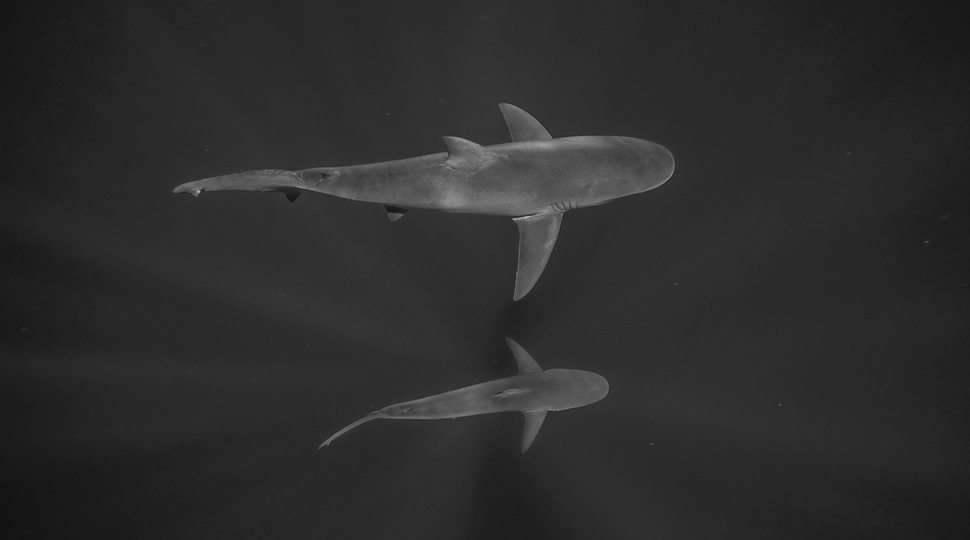 Two sharks swimming