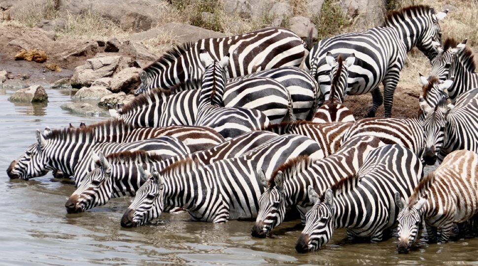Zebras at a watering hole
