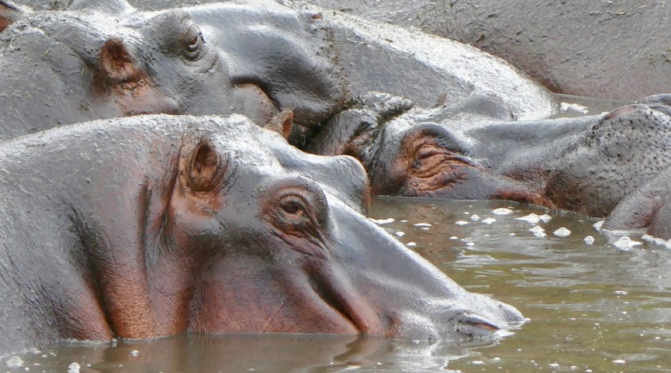 Hippos in Serengeti
