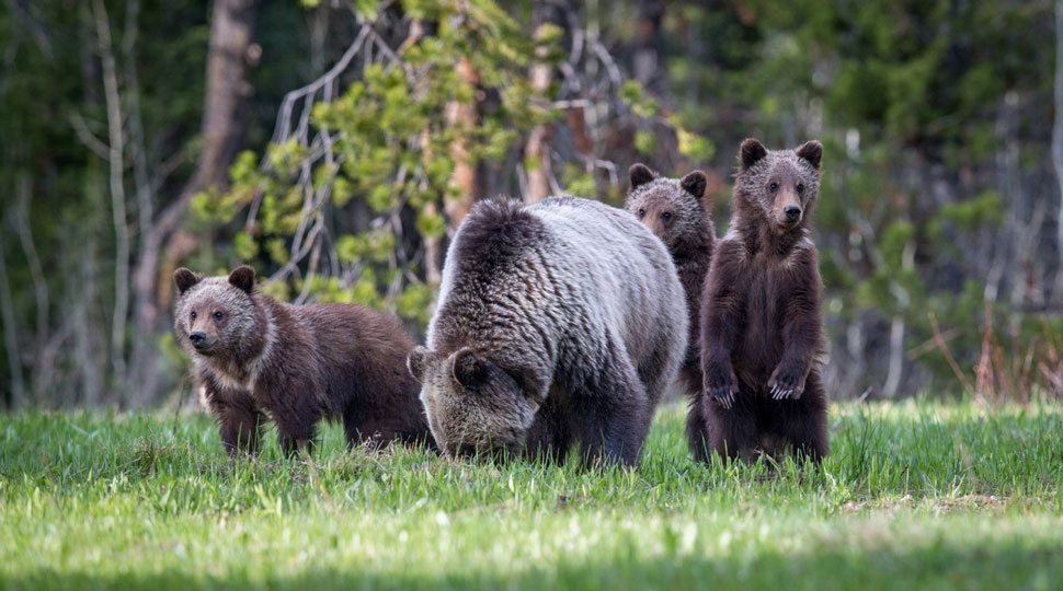 A mother bear and her cubs in Jackson Hole, Wyoming