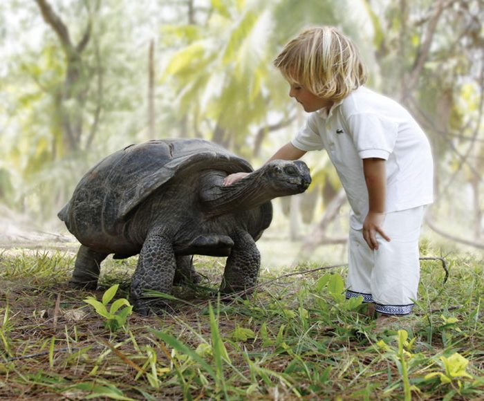 Meeting a Giant Tortoise