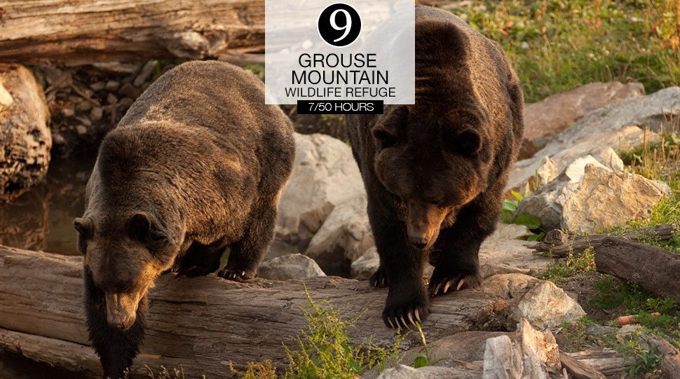 Two Grizzly Bears at the Vancouver Grouse Mountain Wildlife Refuge.