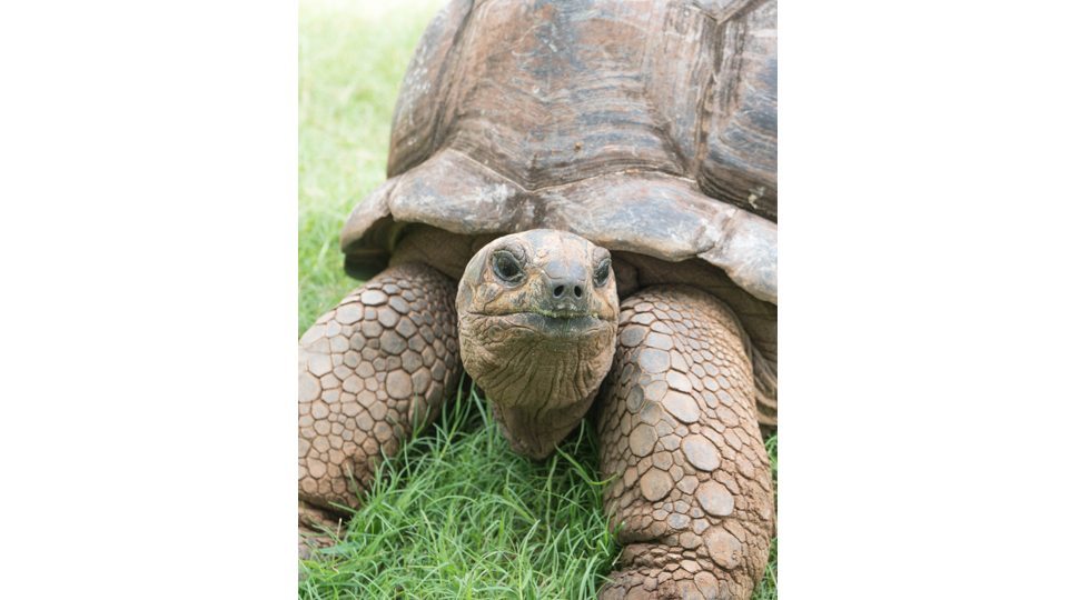A resident tortoise at the Four Seasons Mauritius.
