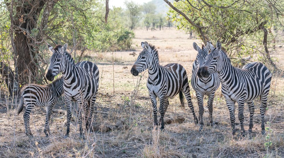 Zebras near the Four Seasons Serengeti