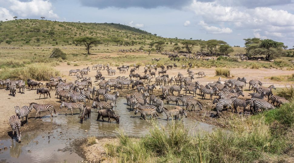 Wild animals at a watering hole near the Four Seasons Serengeti