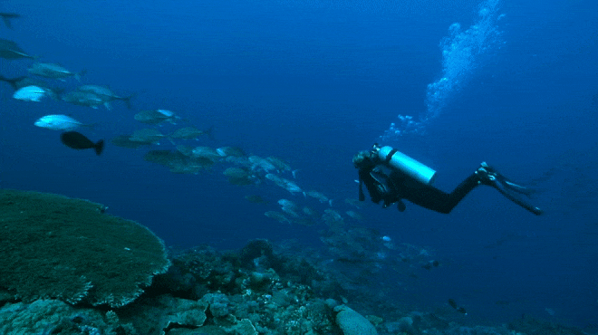 A scuba diver watching fish