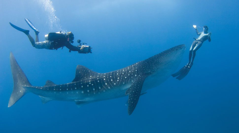 Divers swim alongside a whale shark in the waters of the Maldives