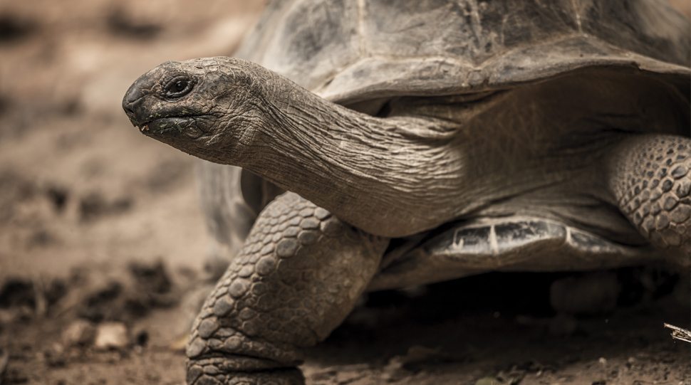 A giant tortoise near the Four Seasons Seychelles