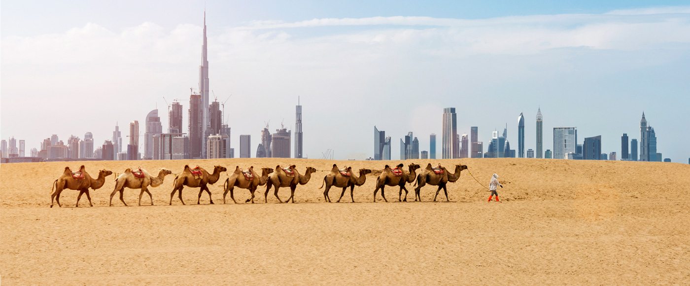 Camels walking in the desert