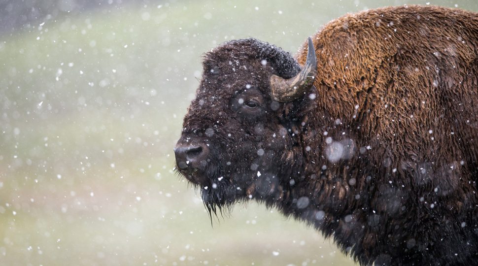 A bison seen on the Wildlife Safari experience at the Four Seasons Jackson Hole