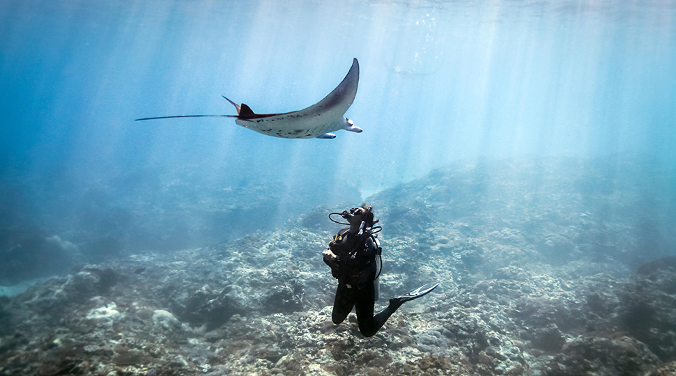 Swimming With Manta Rays In Bora Bora