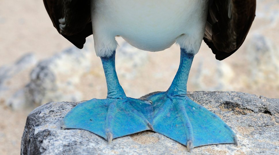 blue footed booby feet