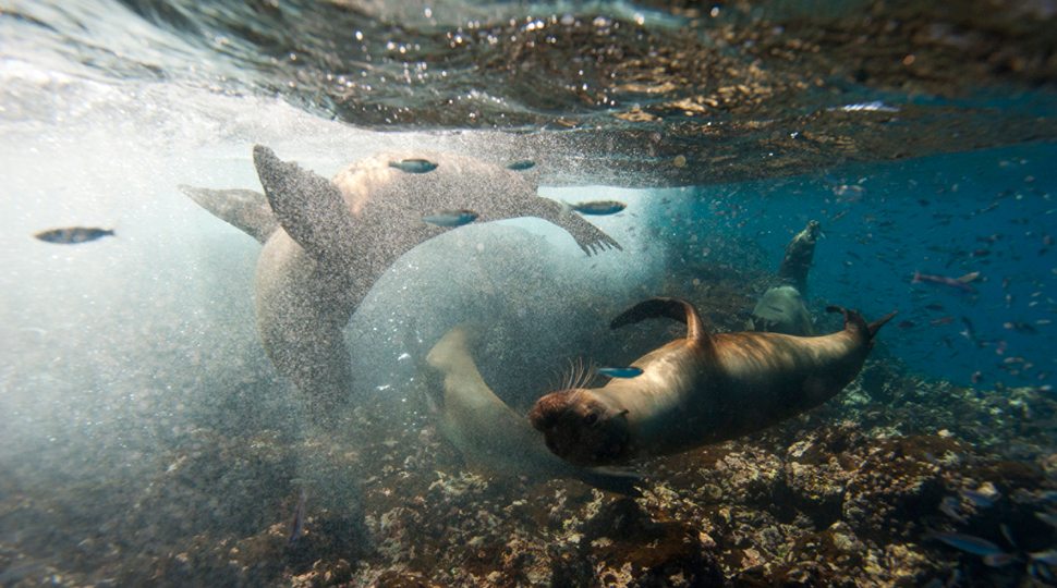 Sea lions in the Galápagos