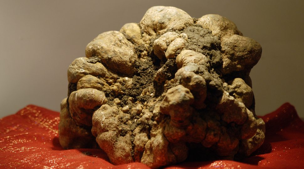 World record–winning truffle