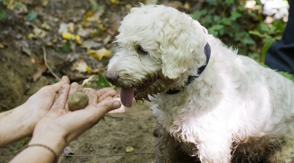 Truffle best sale searching dogs