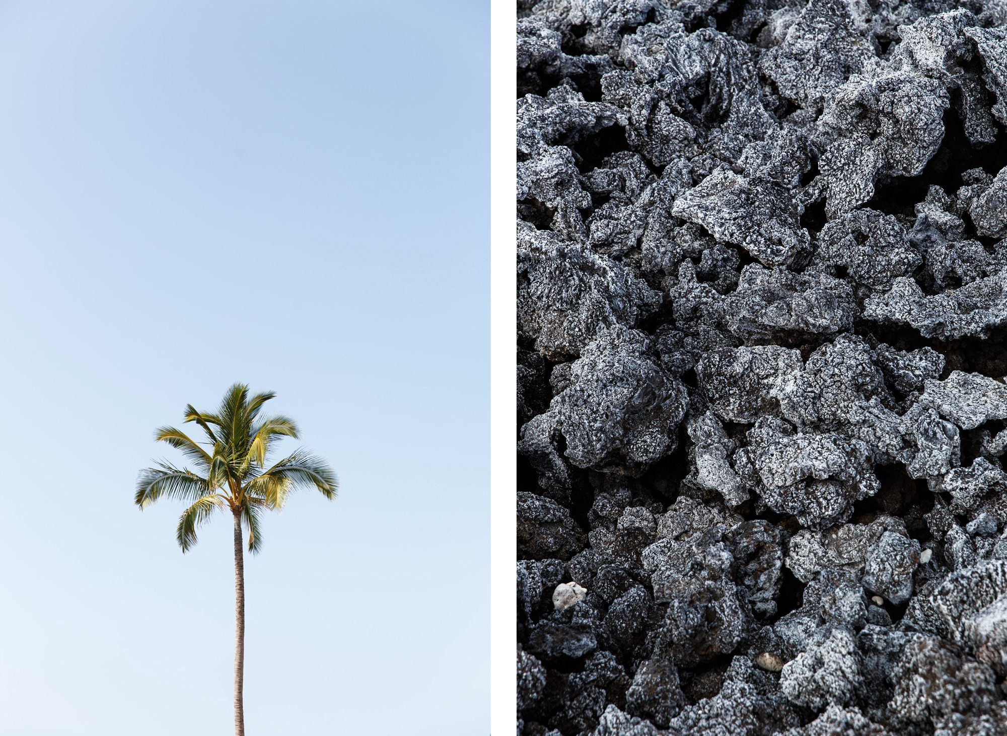 Hualalai one palm tree, black coral comparison