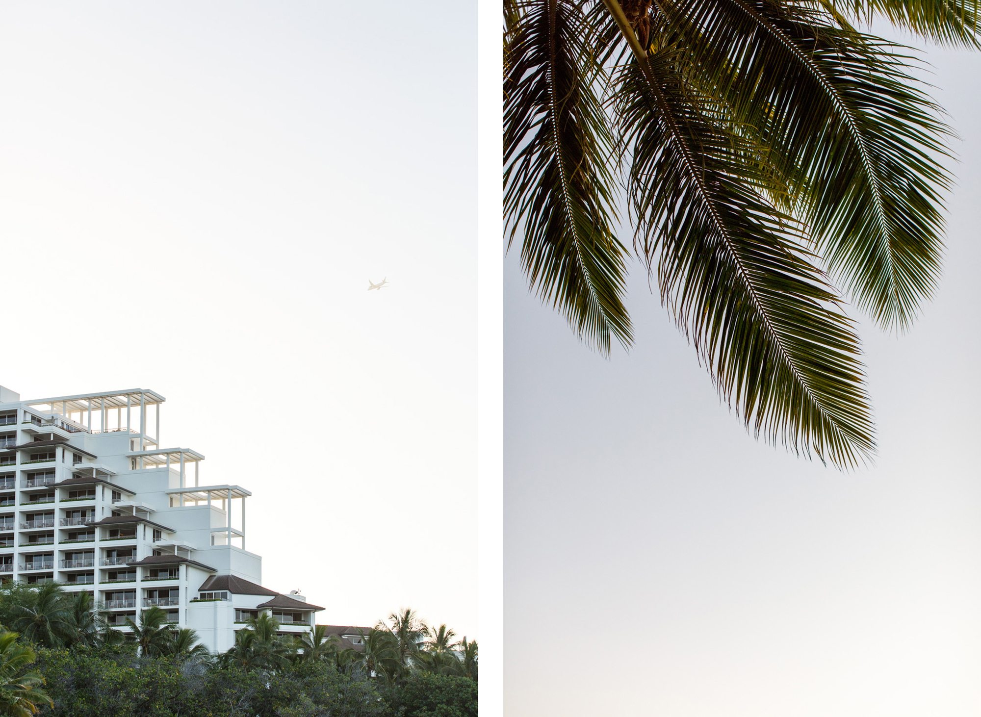 Oahu architecture, palm tree comparison