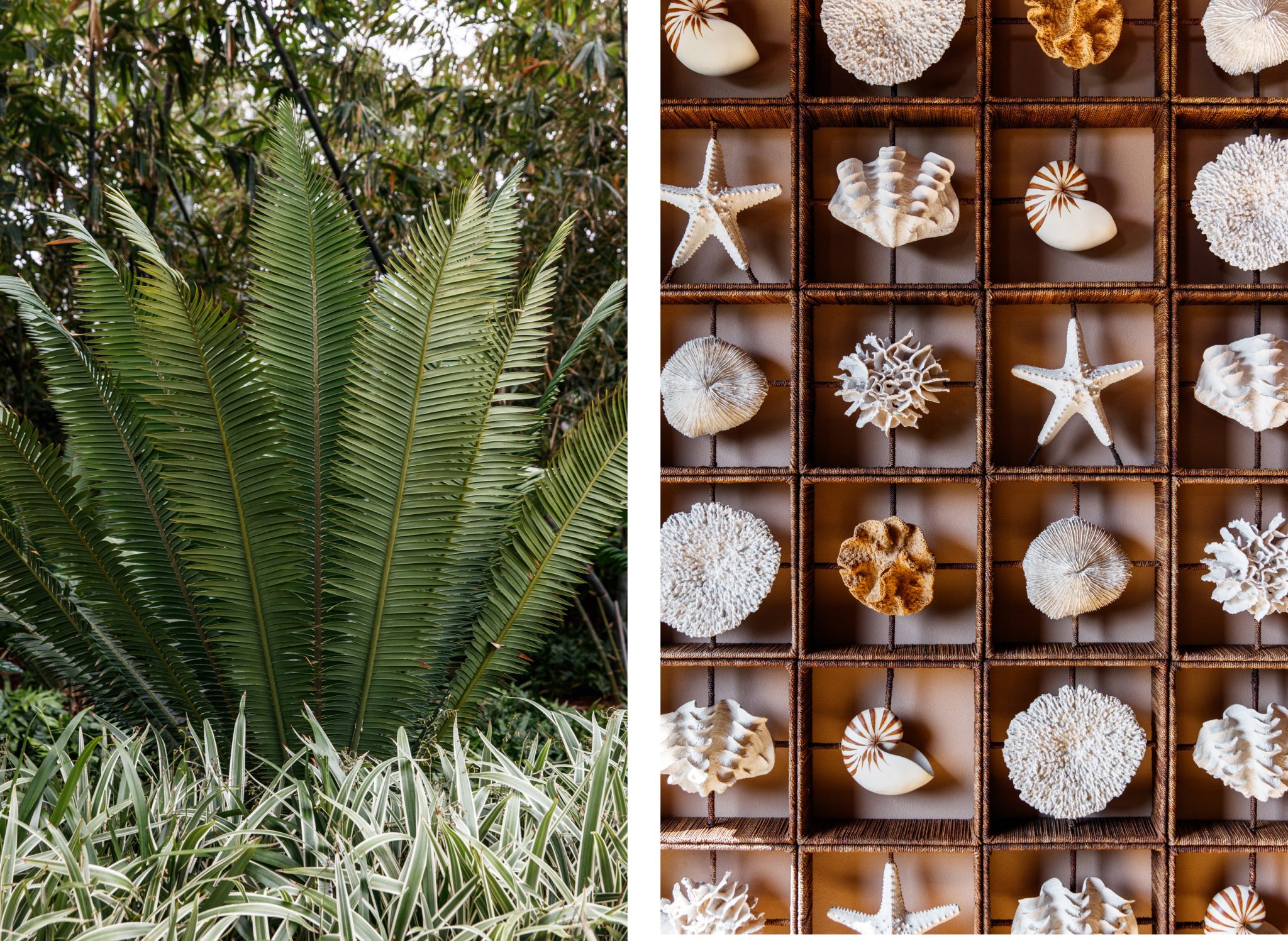 lanai palm fronds, seashell and starfish comparison