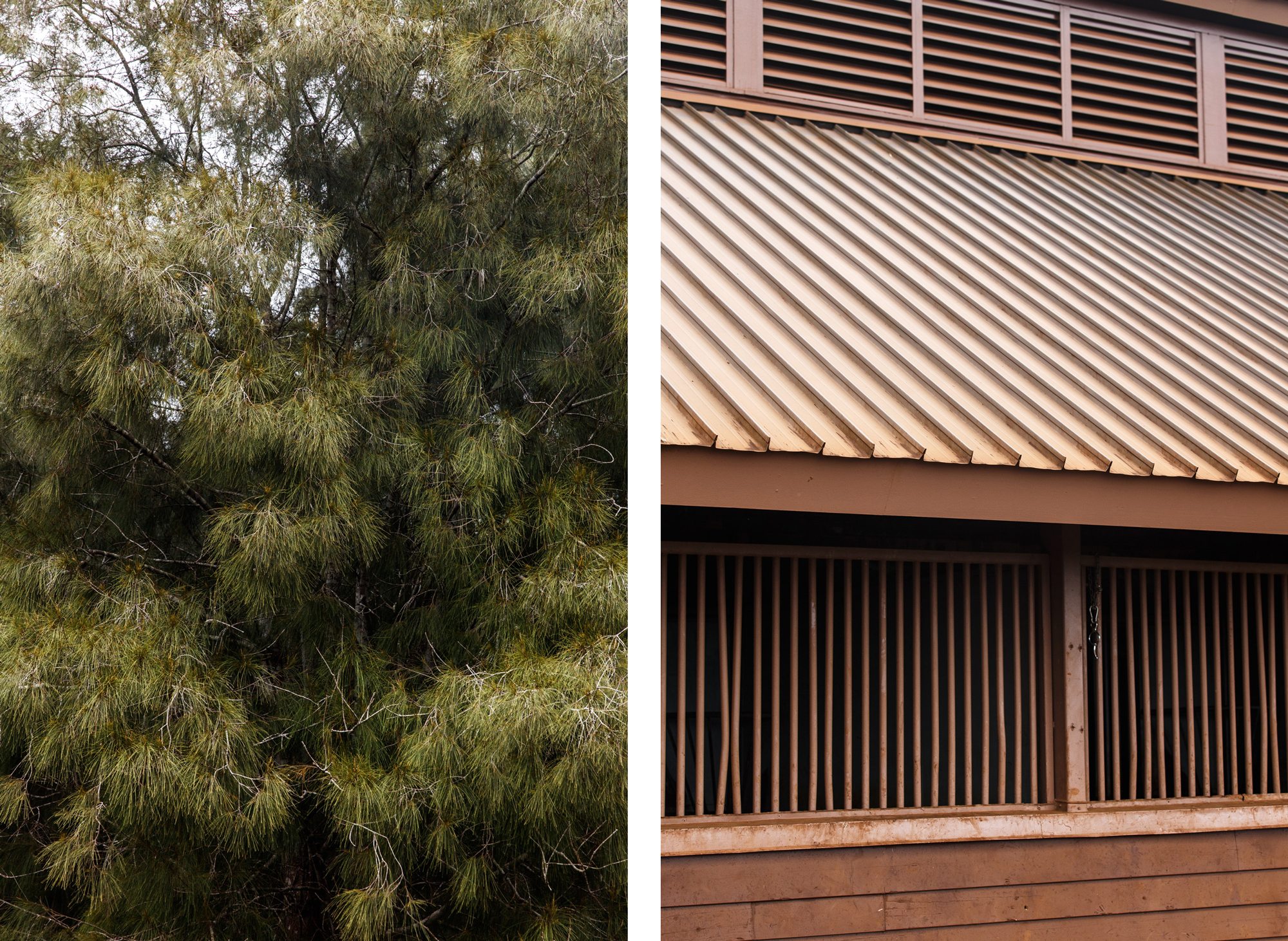 Lanai pine tree, stable roof and window comparison