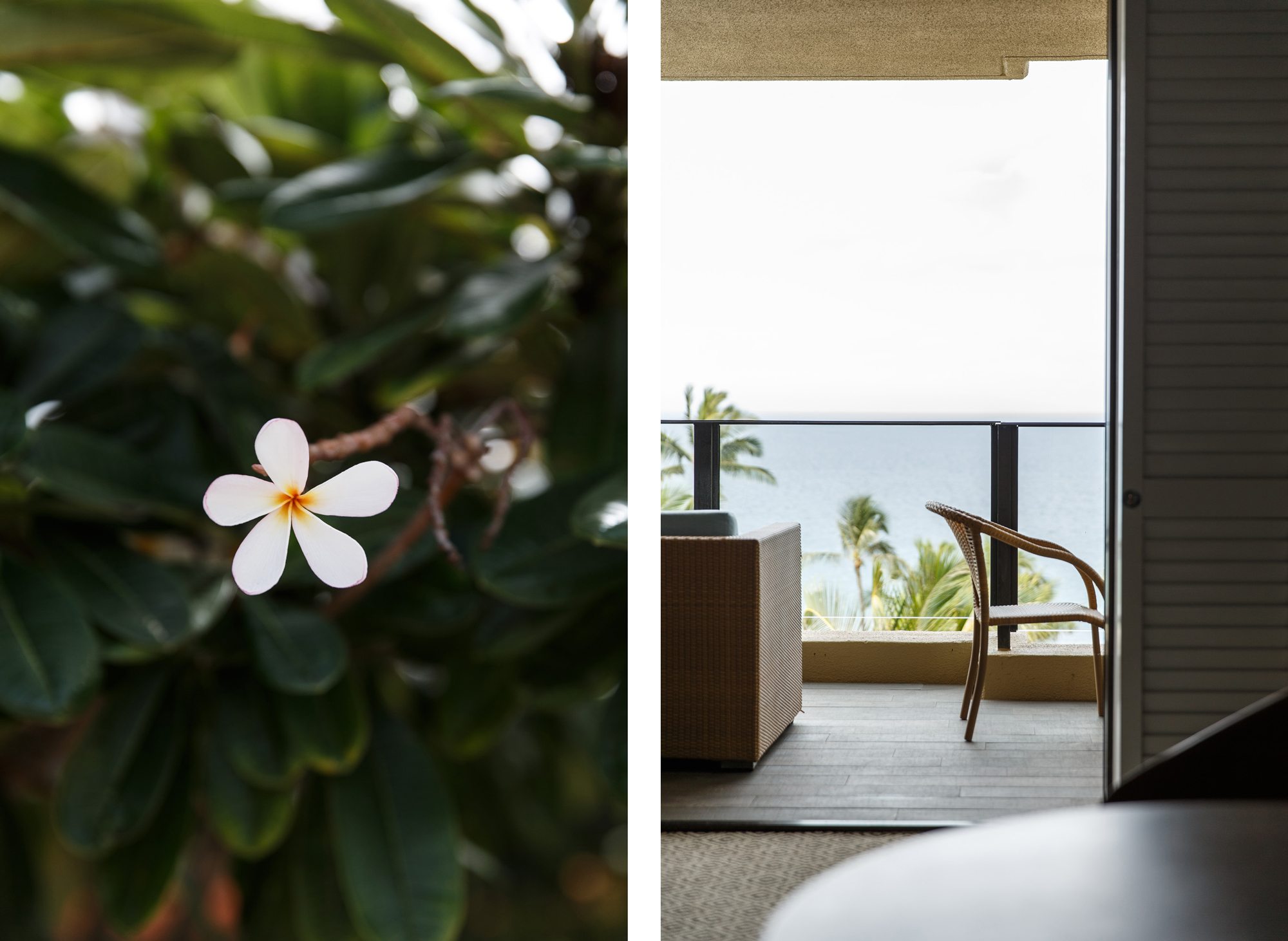Maui single flower detail, balcony comparison