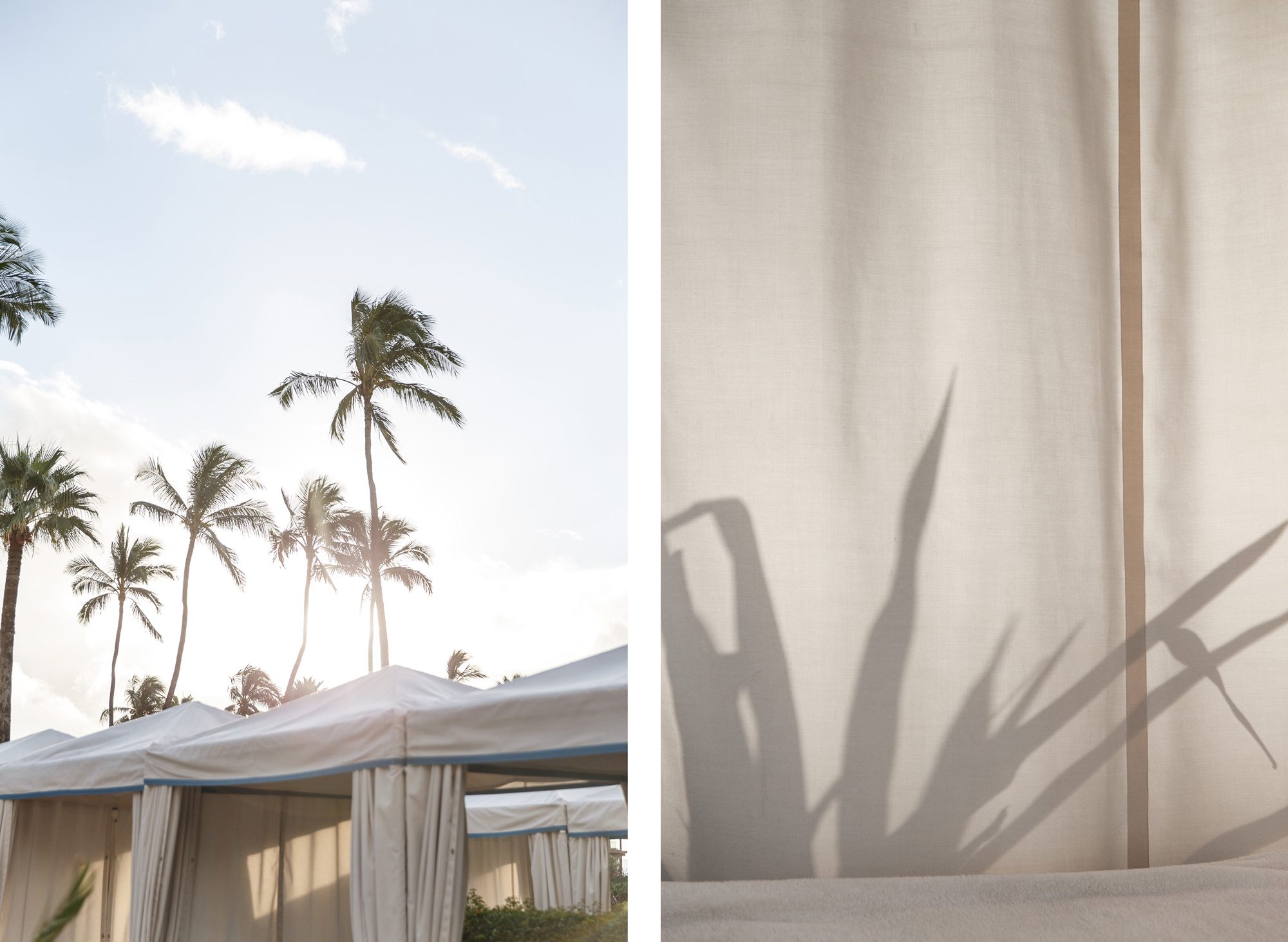 Maui palm trees over cabana, plant shadow comparison