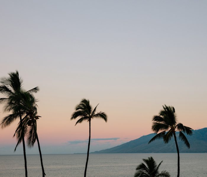 Maui sunset with palm trees