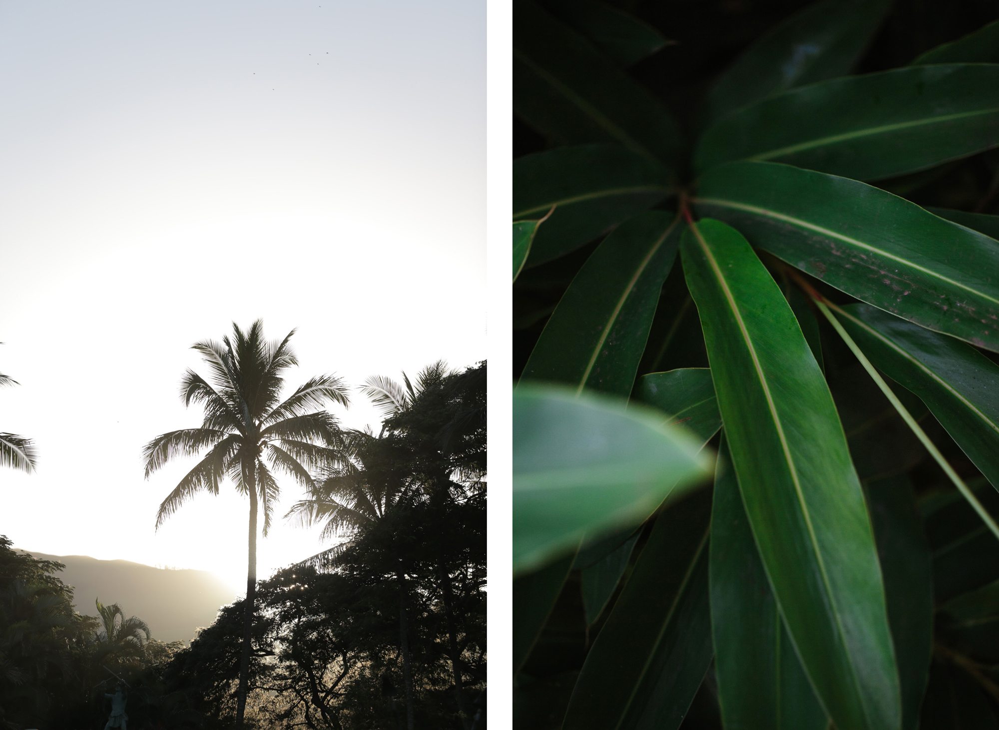 Maui sunset palm tree, palm frond detail comparison