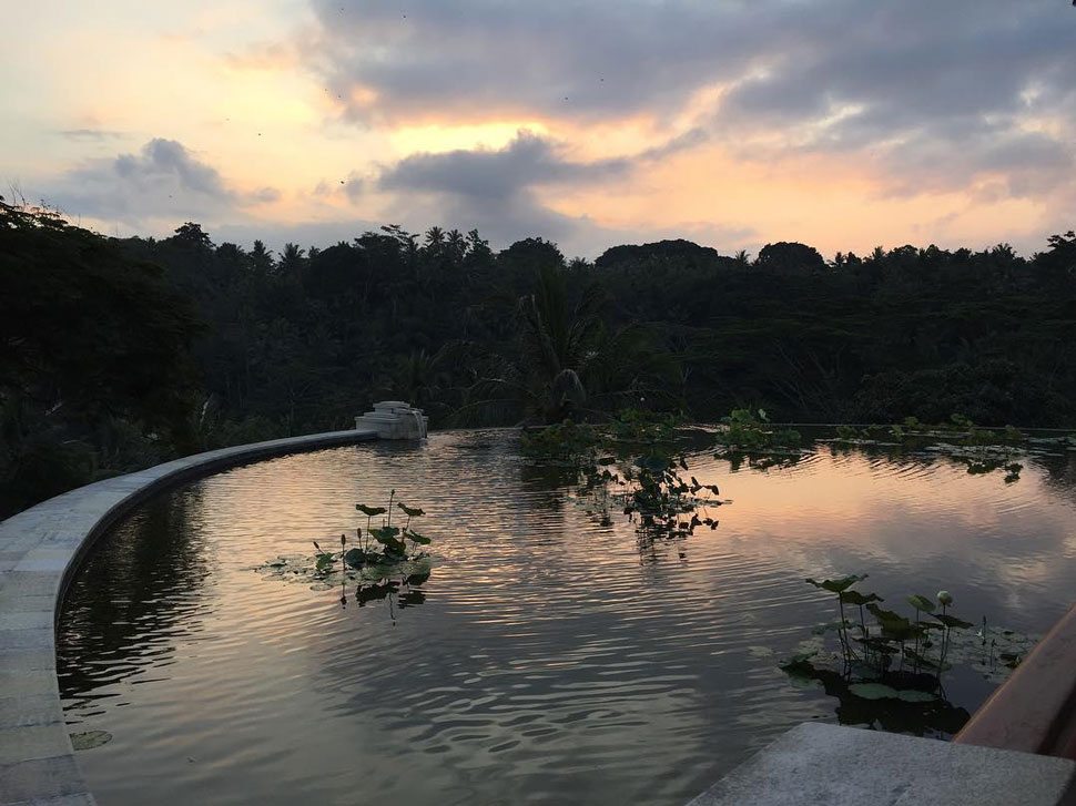 Rooftop Lotus Pond