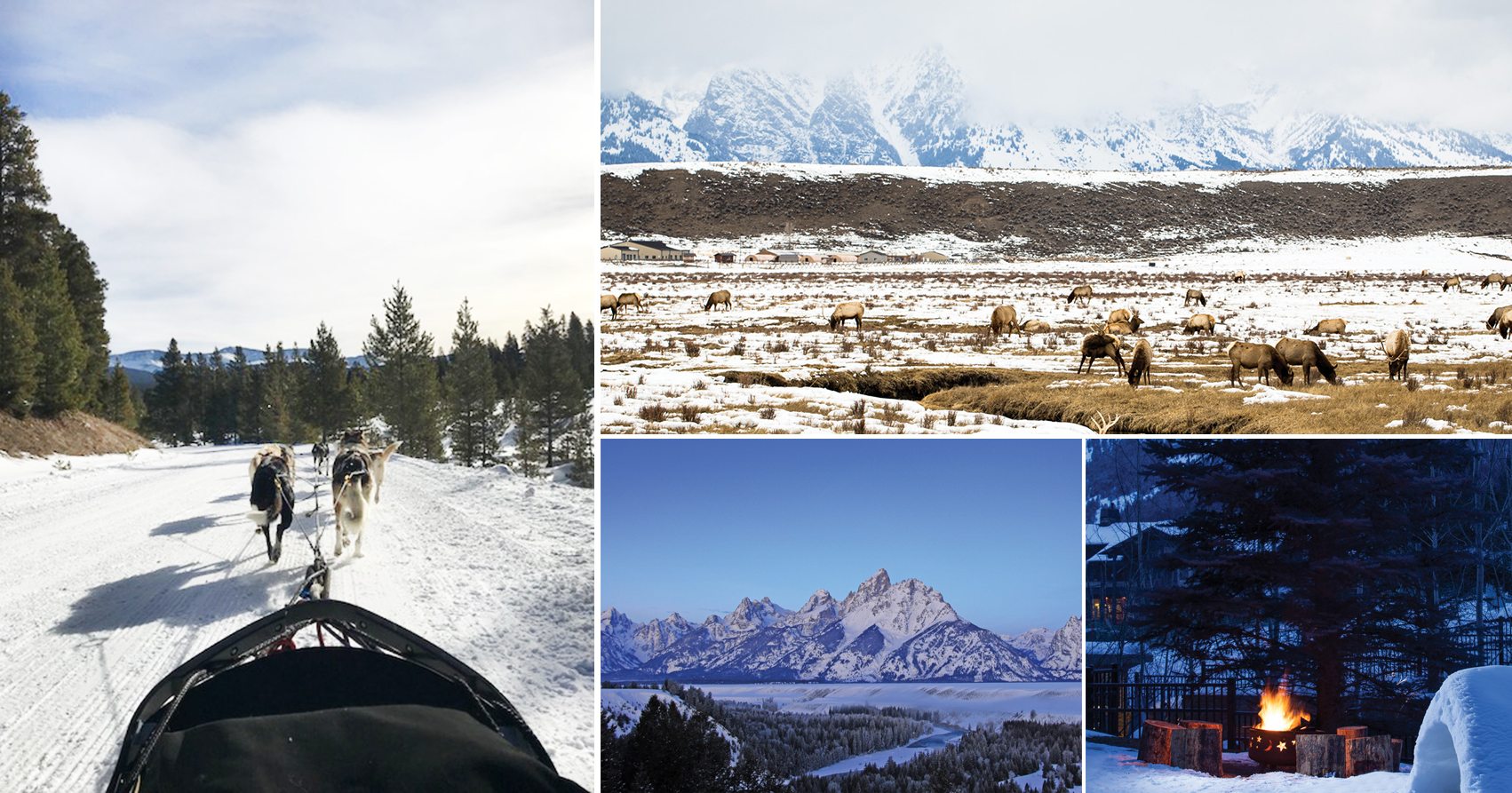 Wildlife in Vail and Jackson Hole
