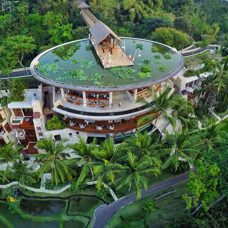 Rooftop Lotus Pond
