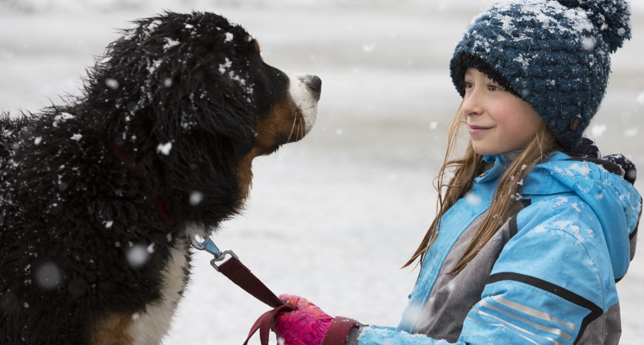 A girl and a Bernese Mountain Dog